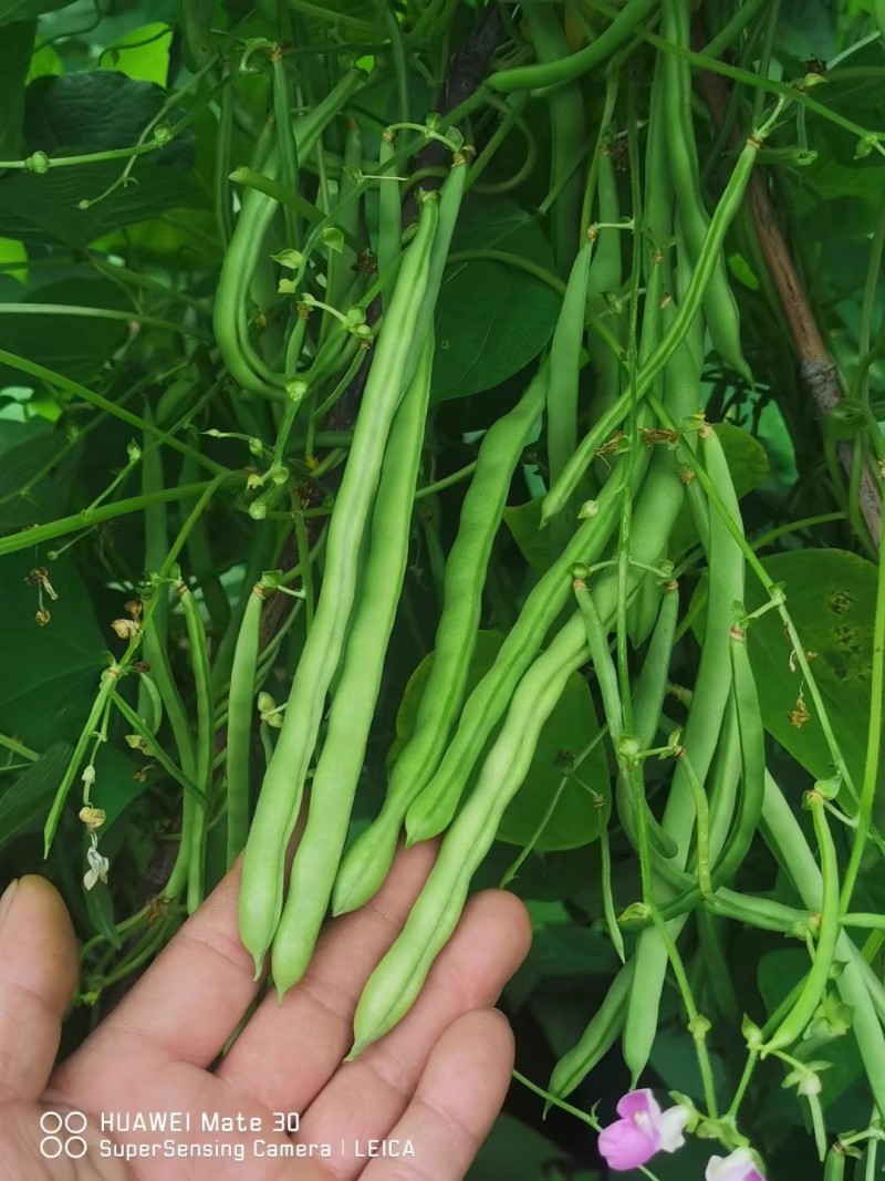 锦绣红花小金豆种子四季豆种子肉厚无筋耐运输