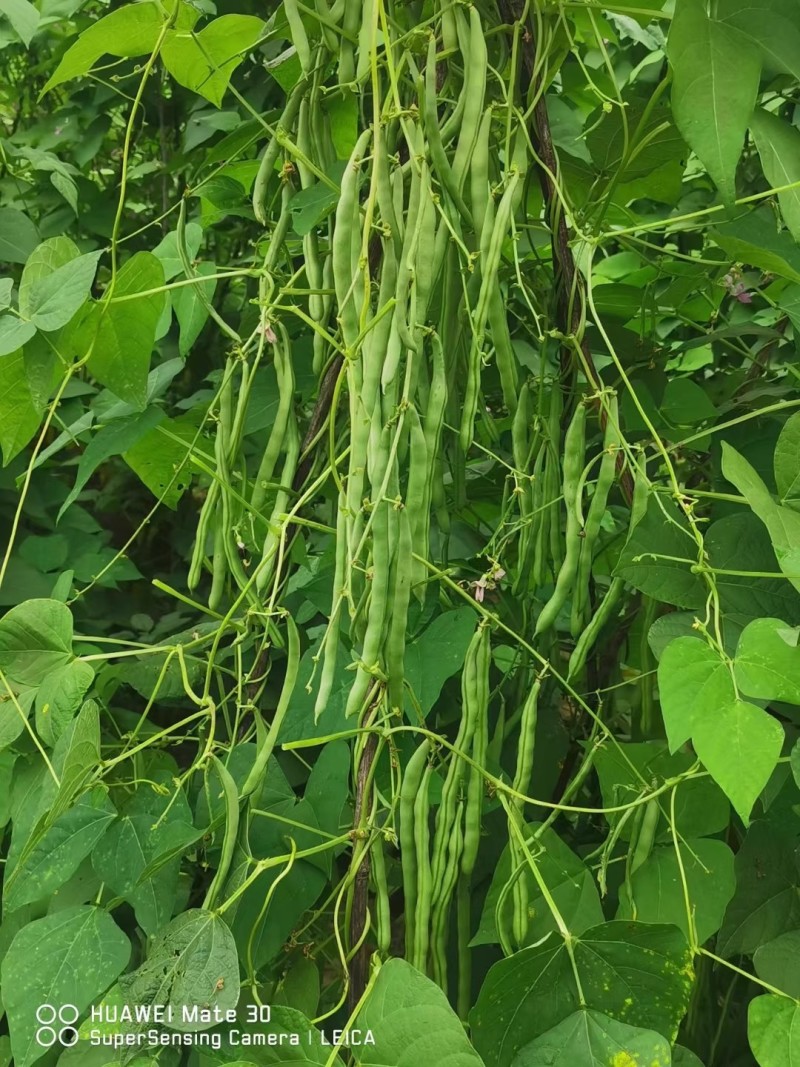 锦绣红花小金豆种子四季豆种子肉厚无筋耐运输