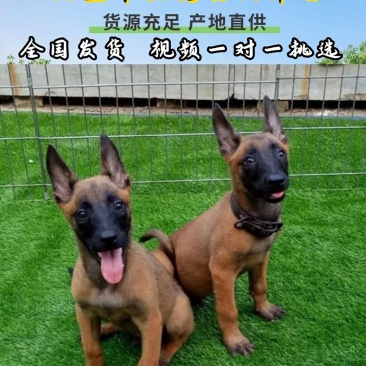 小马犬纯种马犬幼犬出售护卫犬爆红马犬疫苗驱虫齐全