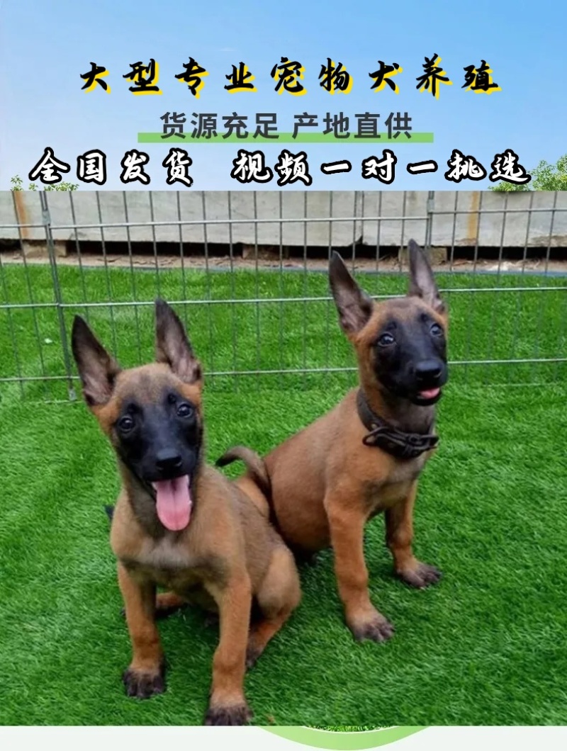 小马犬纯种马犬幼犬出售护卫犬爆红马犬疫苗驱虫齐全