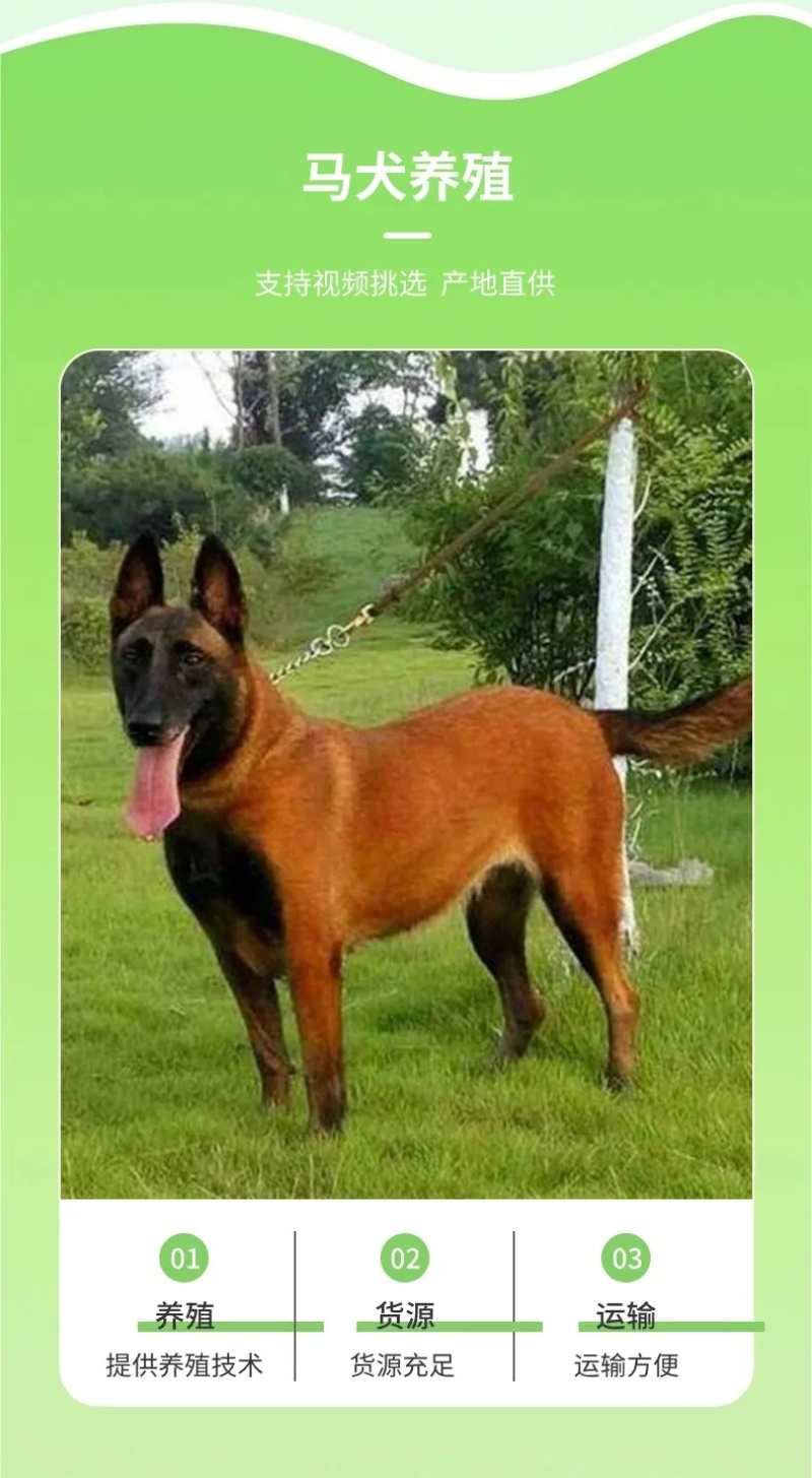 小马犬纯种马犬幼犬出售护卫犬爆红马犬疫苗驱虫齐全