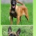 小马犬纯种马犬幼犬出售护卫犬爆红马犬疫苗驱虫齐全