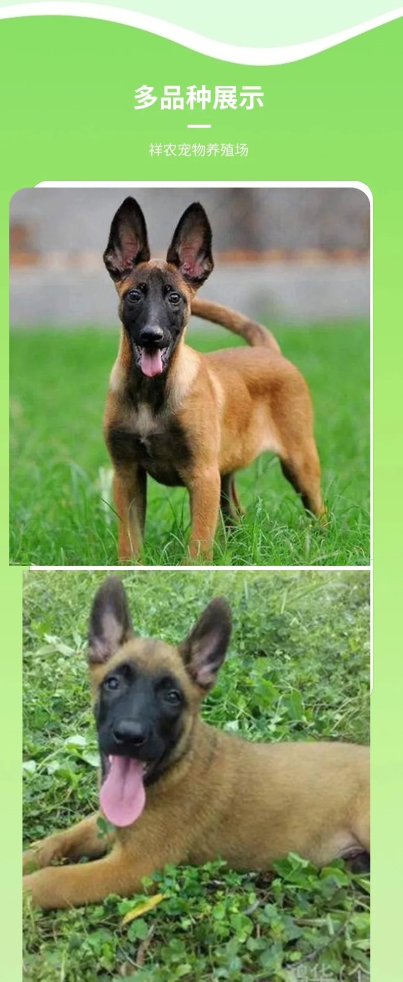 小马犬纯种马犬幼犬出售护卫犬爆红马犬疫苗驱虫齐全