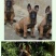 小马犬纯种马犬幼犬出售护卫犬爆红马犬疫苗驱虫齐全