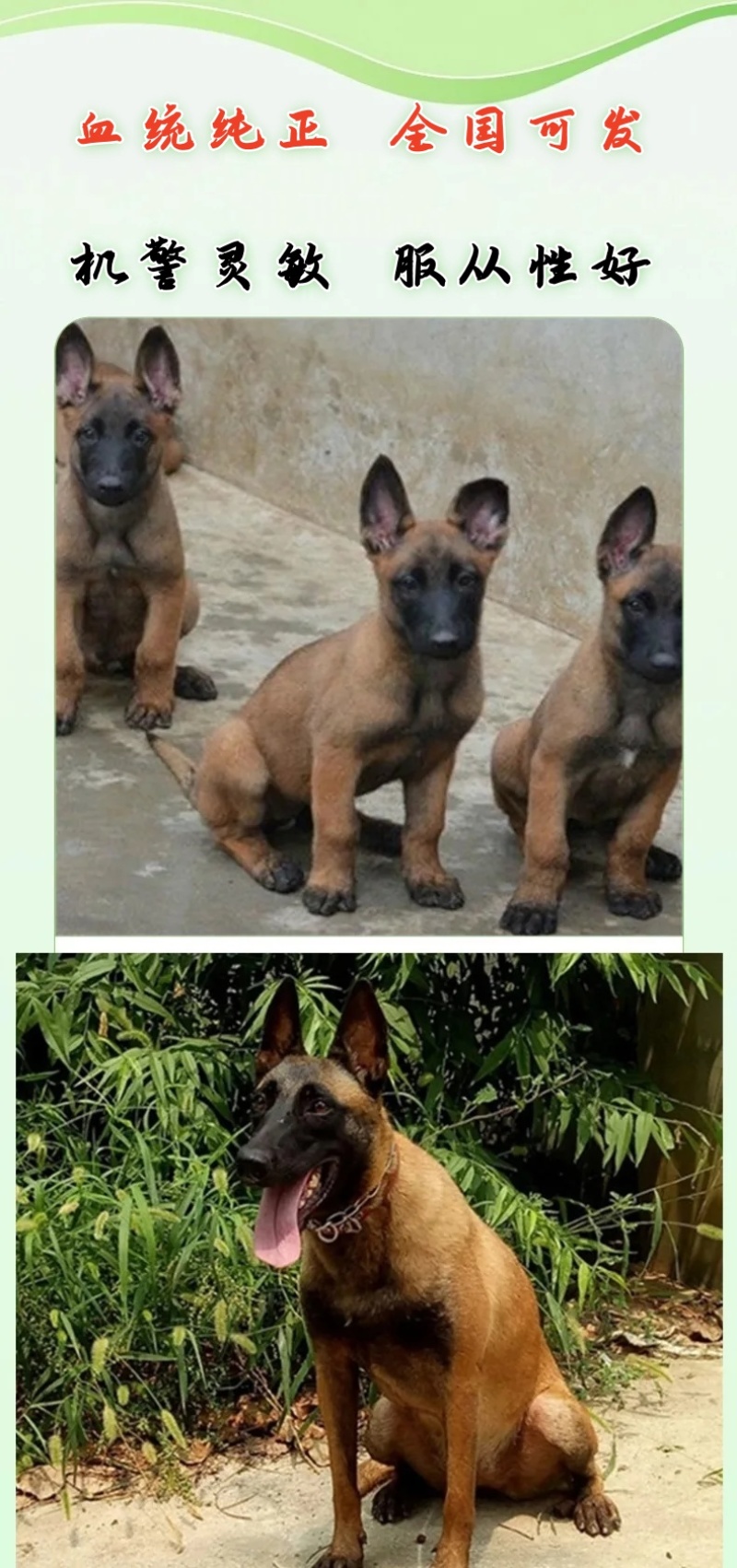 小马犬纯种马犬幼犬出售护卫犬爆红马犬疫苗驱虫齐全