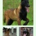小马犬纯种马犬幼犬出售护卫犬爆红马犬疫苗驱虫齐全