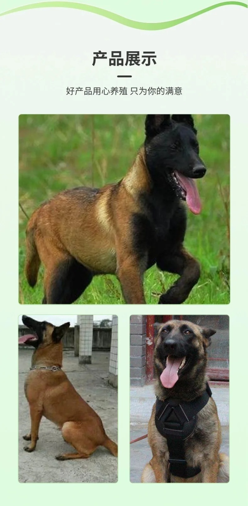 小马犬纯种马犬幼犬出售护卫犬爆红马犬疫苗驱虫齐全