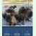 小马犬纯种马犬幼犬出售护卫犬爆红马犬疫苗驱虫齐全