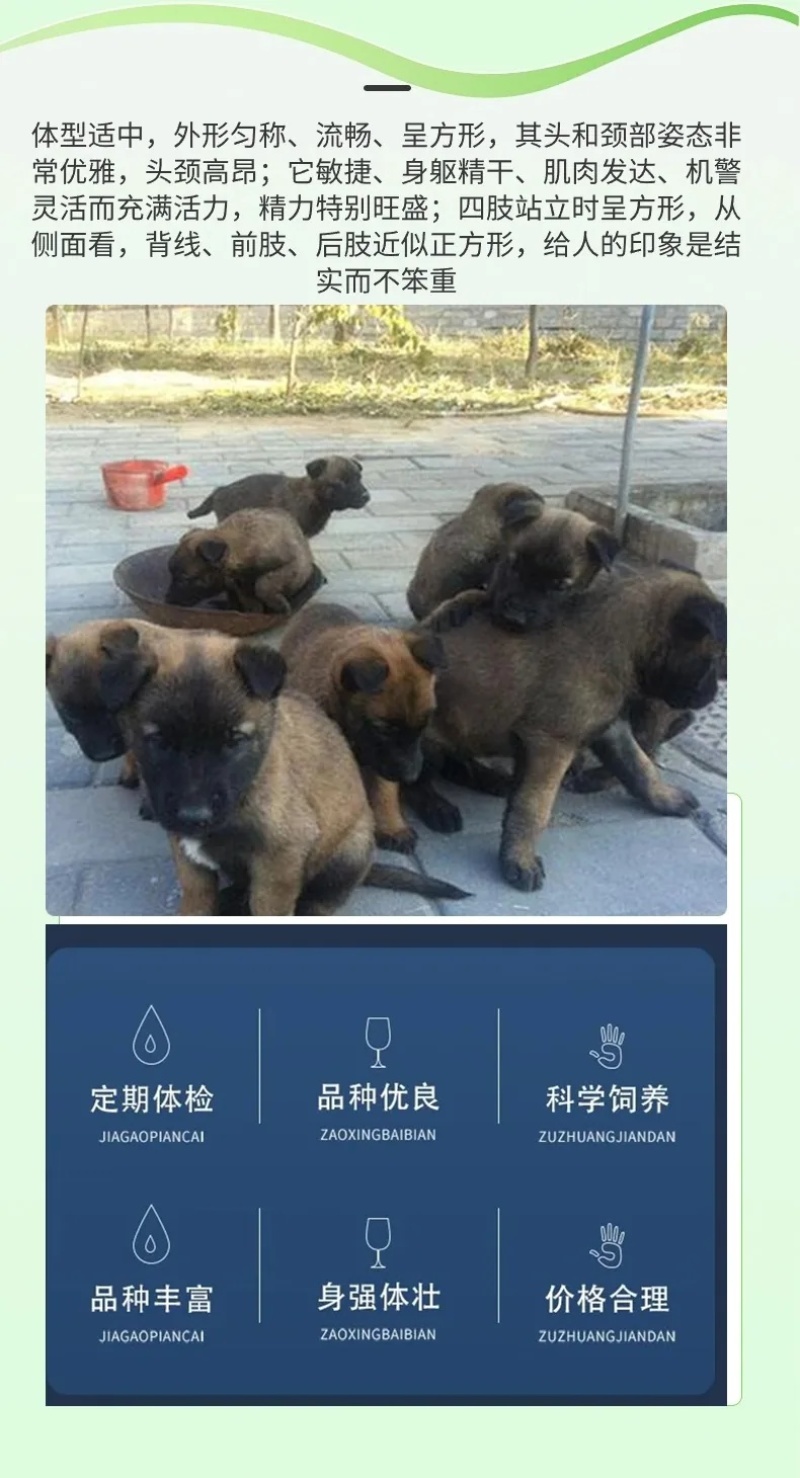 小马犬纯种马犬幼犬出售护卫犬爆红马犬疫苗驱虫齐全