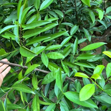 【推荐】山竹苗大量有货，产地直发品质保障可看货欢迎