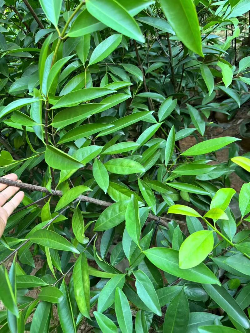 【推荐】山竹苗大量有货，产地直发品质保障可看货欢迎