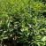 【推荐】山竹苗大量有货，产地直发品质保障可看货欢迎