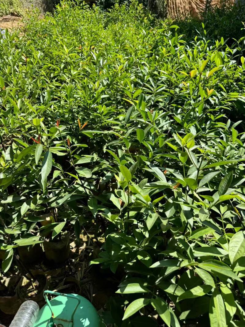【推荐】山竹苗大量有货，产地直发品质保障可看货欢迎