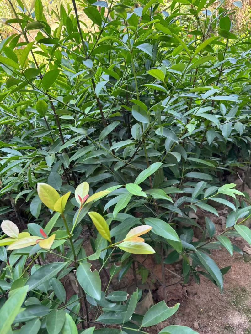 【推荐】山竹苗大量有货，产地直发品质保障可看货欢迎