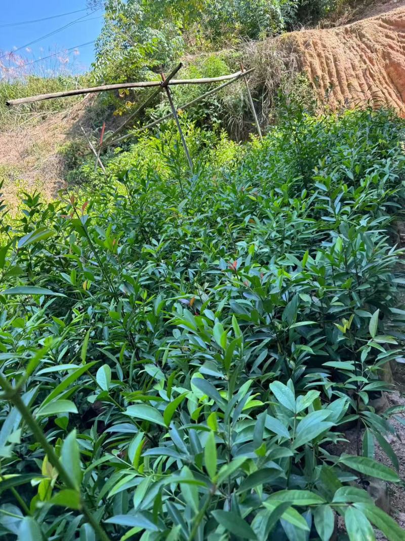 【推荐】山竹苗大量有货，产地直发品质保障可看货欢迎