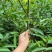 【推荐】山竹苗大量有货，产地直发品质保障可看货欢迎