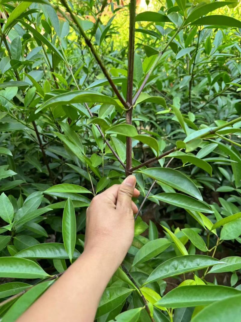 【推荐】山竹苗大量有货，产地直发品质保障可看货欢迎