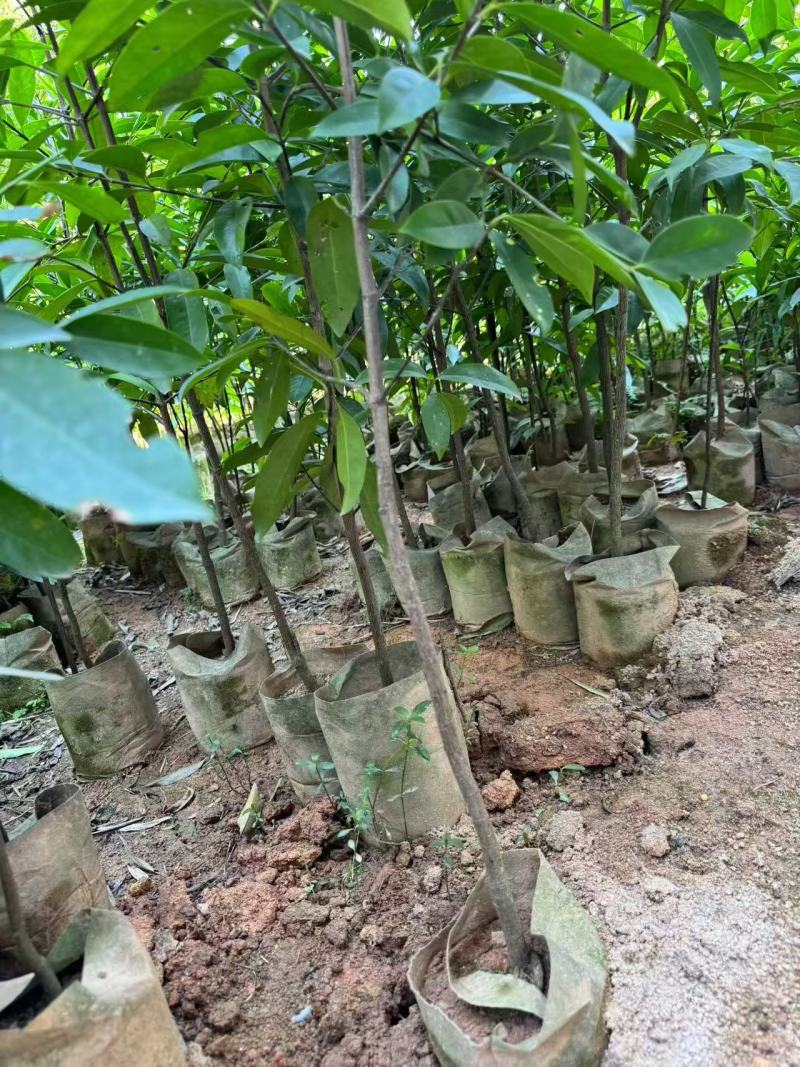 【推荐】山竹苗大量有货，产地直发品质保障可看货欢迎