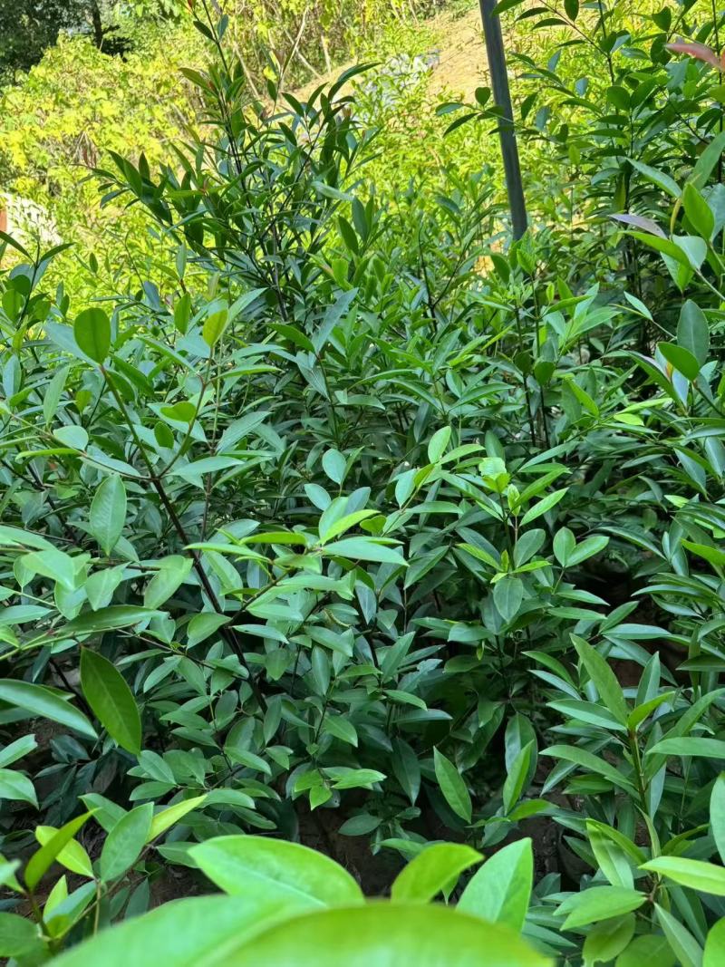 【推荐】山竹苗大量有货，产地直发品质保障可看货欢迎