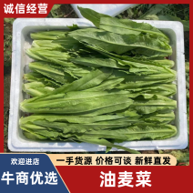 【实力供货】精品油麦菜河北油麦菜提供运输一条龙服务