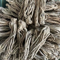 正宗当归干货规格多样产地直发性价比高品质保障