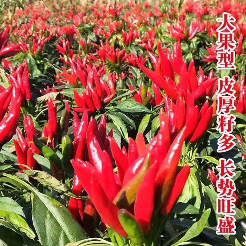 新一代椒王朝天椒种子高辣簇生型抗病坐果率高色泽深