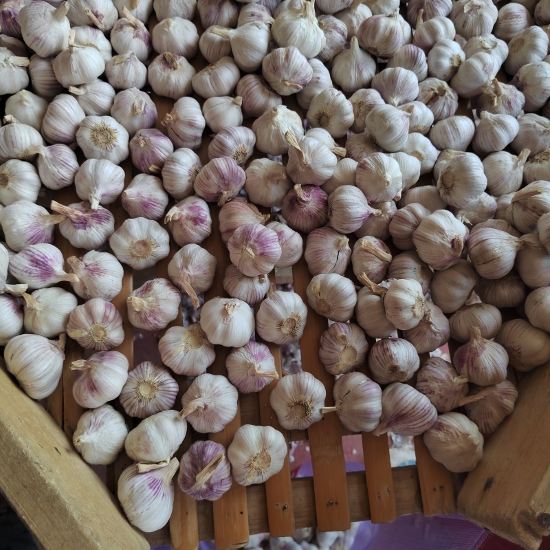 精品大蒜金乡大蒜量大质优价格优惠一手货源欢迎采购咨询