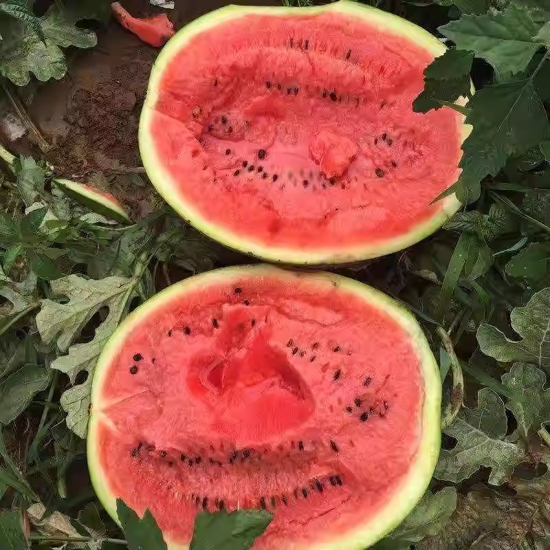抗重茬早甜玉西瓜种子甜王西瓜种子早熟抗病皮薄耐裂