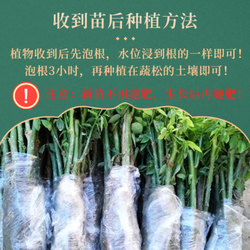 树仔菜苗五指山野菜苗天绿香苗现货供应老苗带根发货