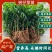 树仔菜苗海南五指山野菜天绿香苗老苗带根发货