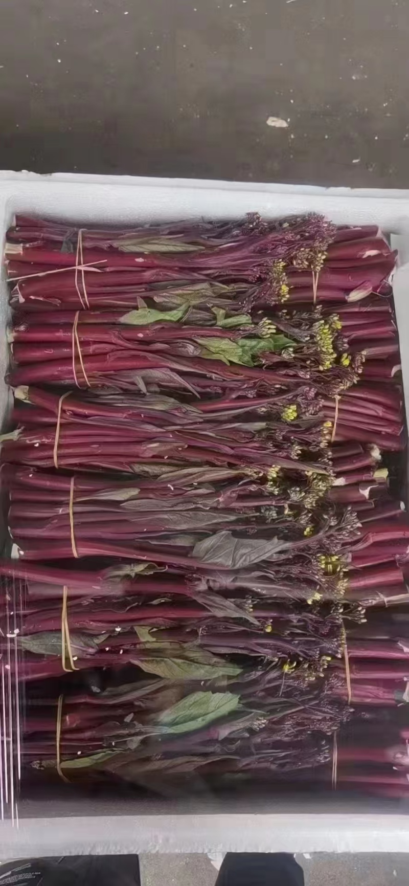 菜苔红菜苔产地直供一手货源量大从优欢迎咨询