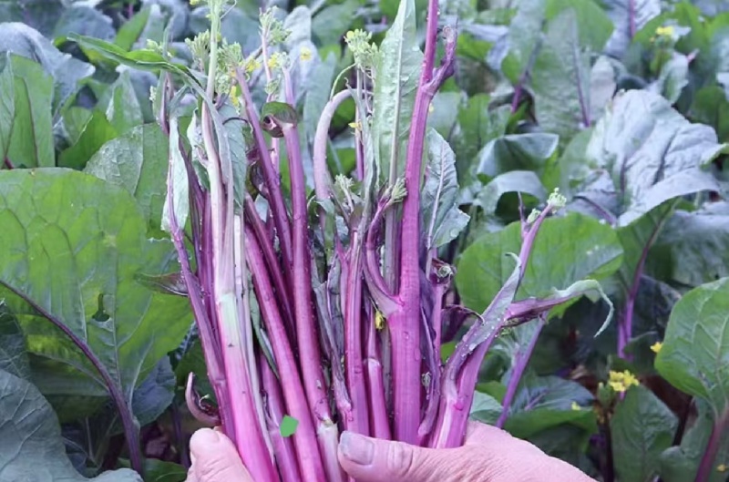 菜苔红菜苔产地直供一手货源量大从优欢迎咨询