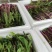 菜苔红菜苔产地直供一手货源量大从优欢迎咨询