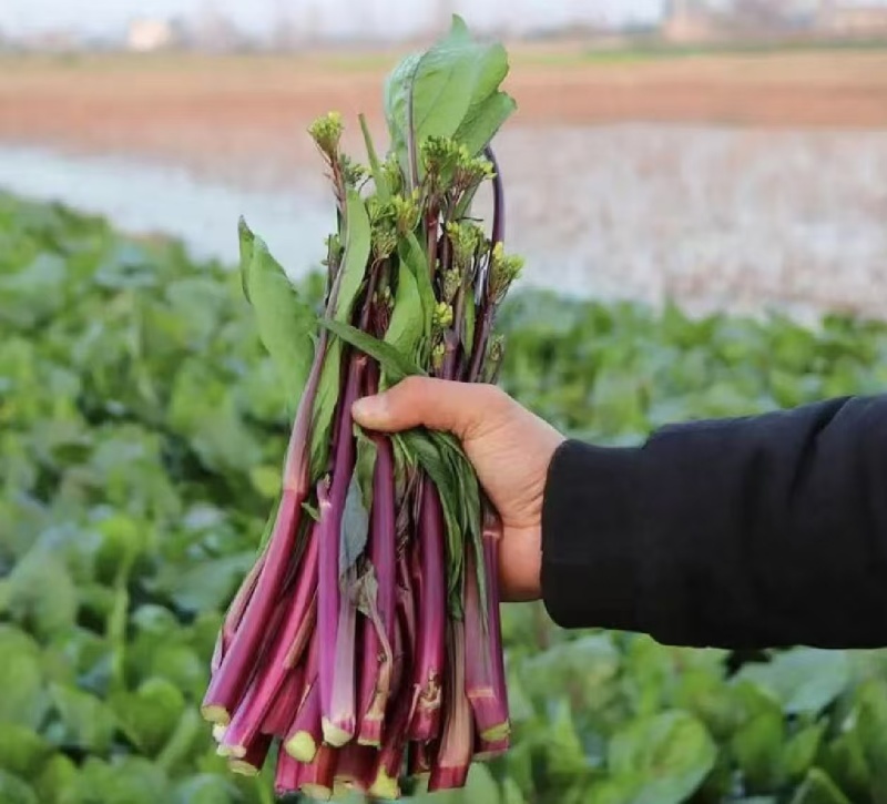 菜苔红菜苔产地直供一手货源量大从优欢迎咨询