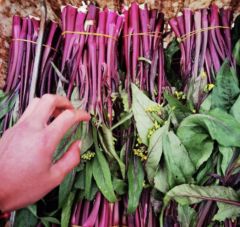 菜苔红菜苔产地直供一手货源量大从优欢迎咨询