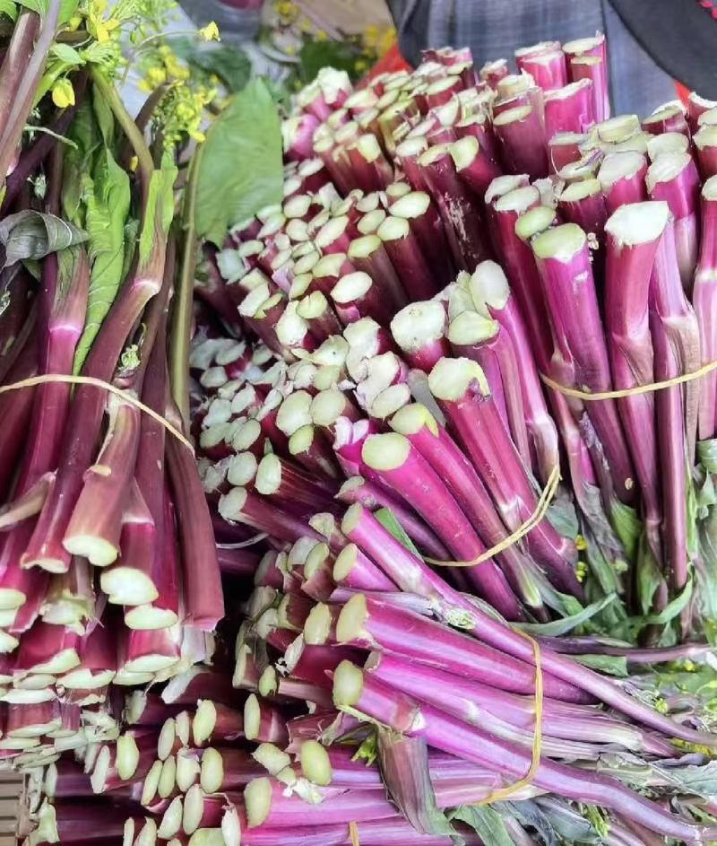 菜苔红菜苔产地直供一手货源量大从优欢迎咨询
