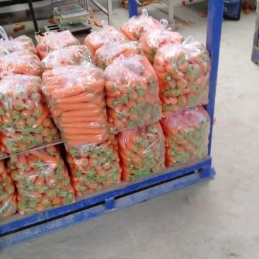 胡萝卜红萝卜基地直发，大量上市，全国发货