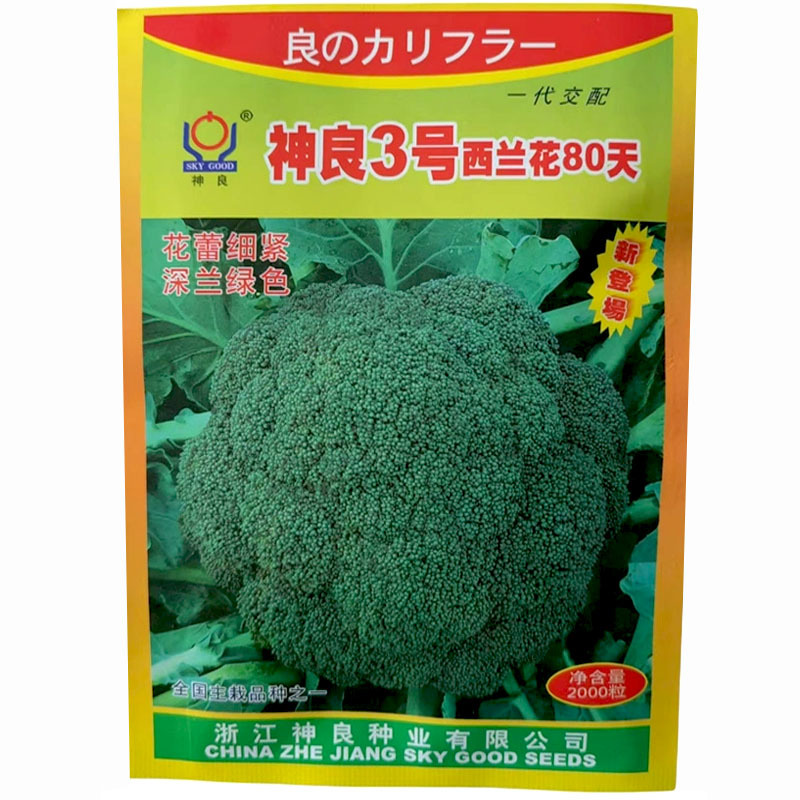 神良3号西兰花80天深兰绿色油绿色西兰花种子