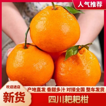 【热卖】耙耙柑四川耙耙柑产地直发一手货源量大价优欢迎致电