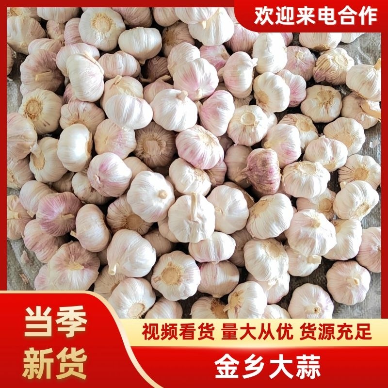 【金乡大蒜】新鲜当季，产地直供量大质优欢迎各大老板采购