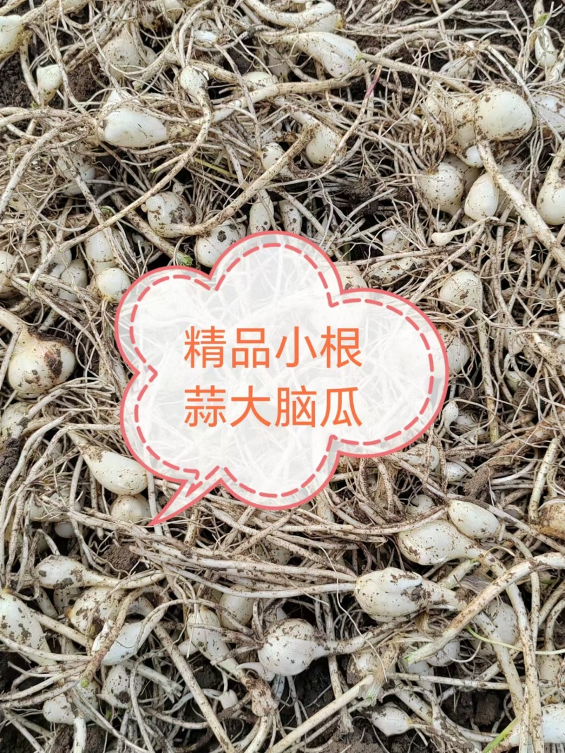精品水洗小根蒜，四平梨树县精品小根蒜，欢迎老板选购