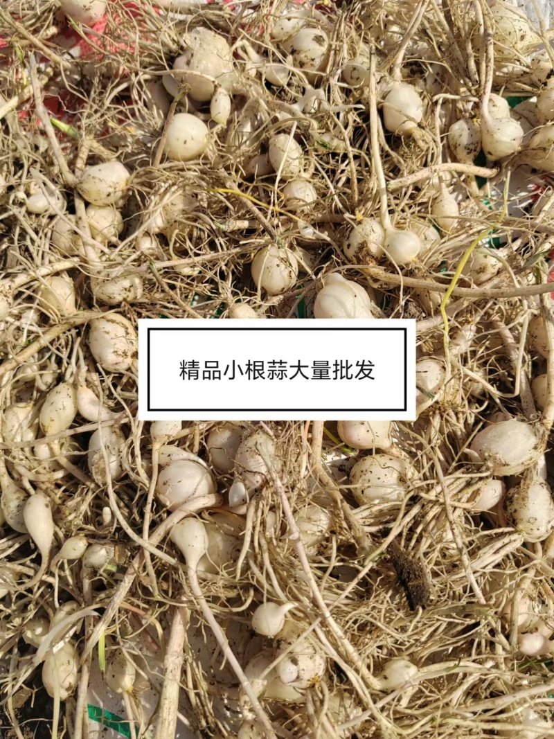 精品水洗小根蒜，四平梨树县精品小根蒜，欢迎老板选购