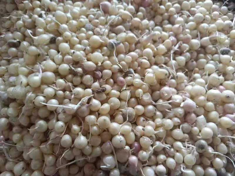 精品水洗小根蒜，四平梨树县精品小根蒜，欢迎老板选购