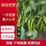 【精品杭椒】产地一手货源，常年有货，价格美丽，大量供应中