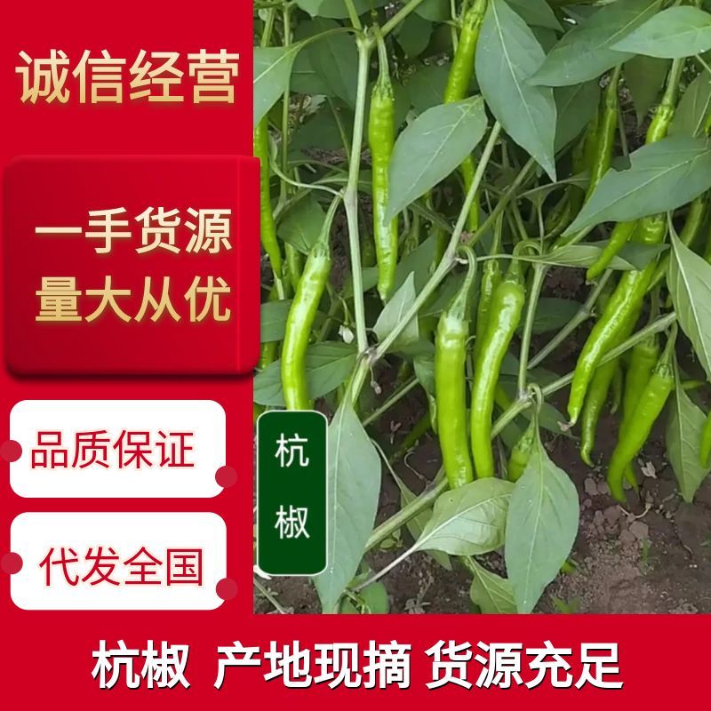 【精品杭椒】产地一手货源，常年有货，价格美丽，大量供应中
