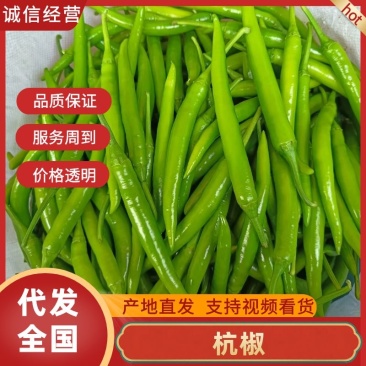 【精品杭椒】产地一手货源，常年有货，价格美丽，大量供应中
