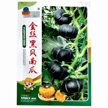 兴绿金丝黑贝南瓜种子贝贝小南瓜种子基地品种