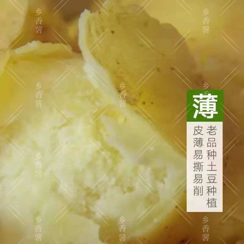 新鲜土豆大量上市，货源充足，量大从优，欢迎致电