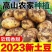 新鲜土豆大量上市，货源充足，量大从优，欢迎致电