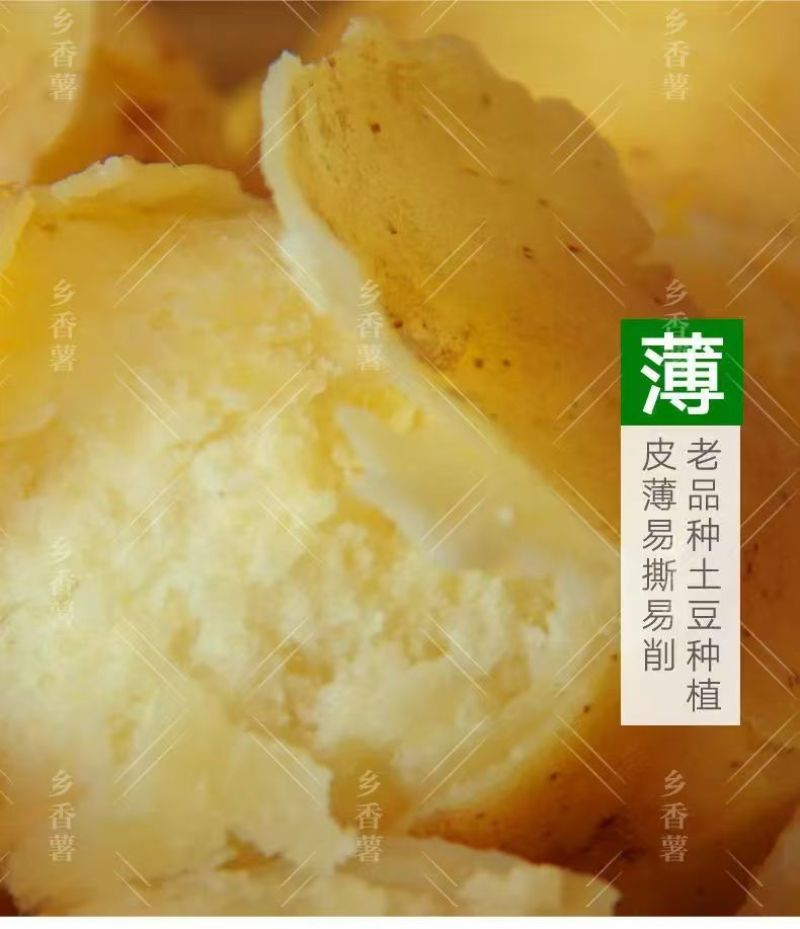 新鲜土豆大量上市，货源充足，量大从优，欢迎致电